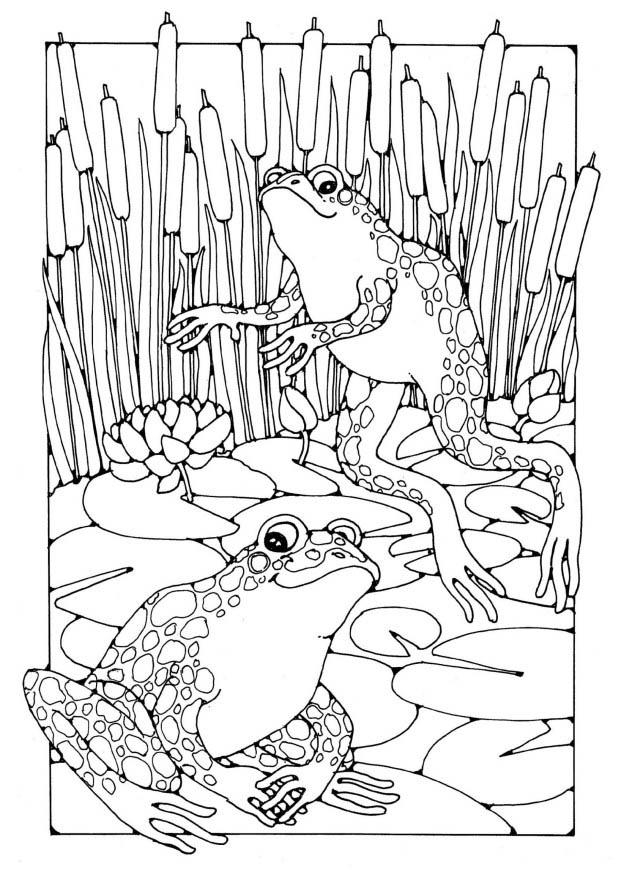 Coloriage Grenouilles - Coloriages Gratuits À Imprimer intérieur Coloriage Étang Dessin