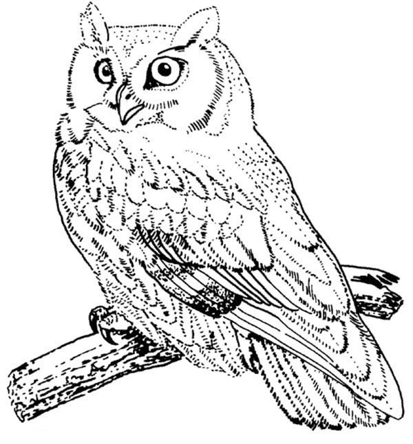 Coloriage Hibou #8556 (Animaux) - Album De Coloriages destiné Coloriage Hibou