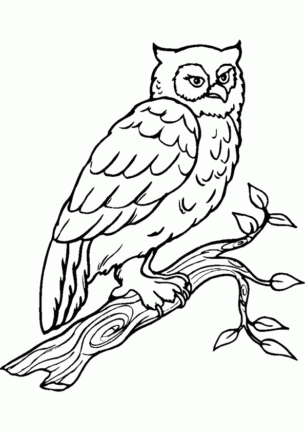 Coloriage Hibou Coloriage Sur Hugolescargot intérieur Comment Colorier Un Dessin