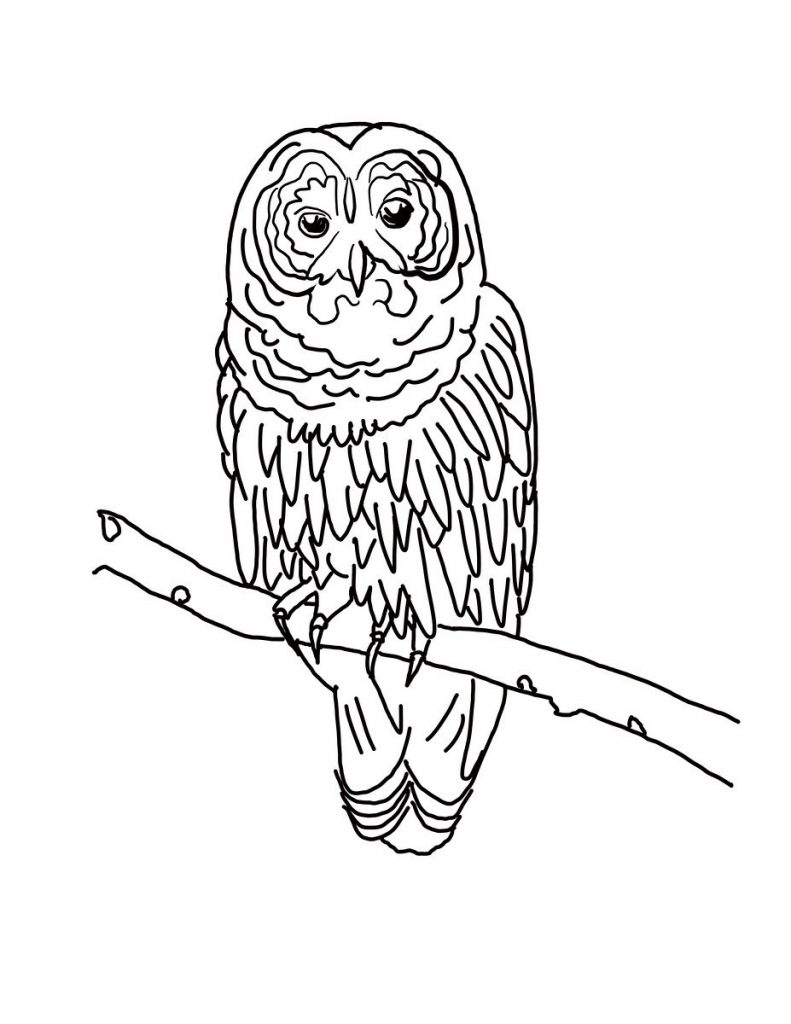 Coloriage Hibou Gratuit À Imprimer Et Colorier concernant Coloriage Hibou