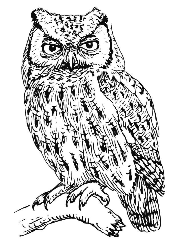 Coloriage Hibou - Hibou Crieur - Coloriages Gratuits À destiné Coloriage Hibou