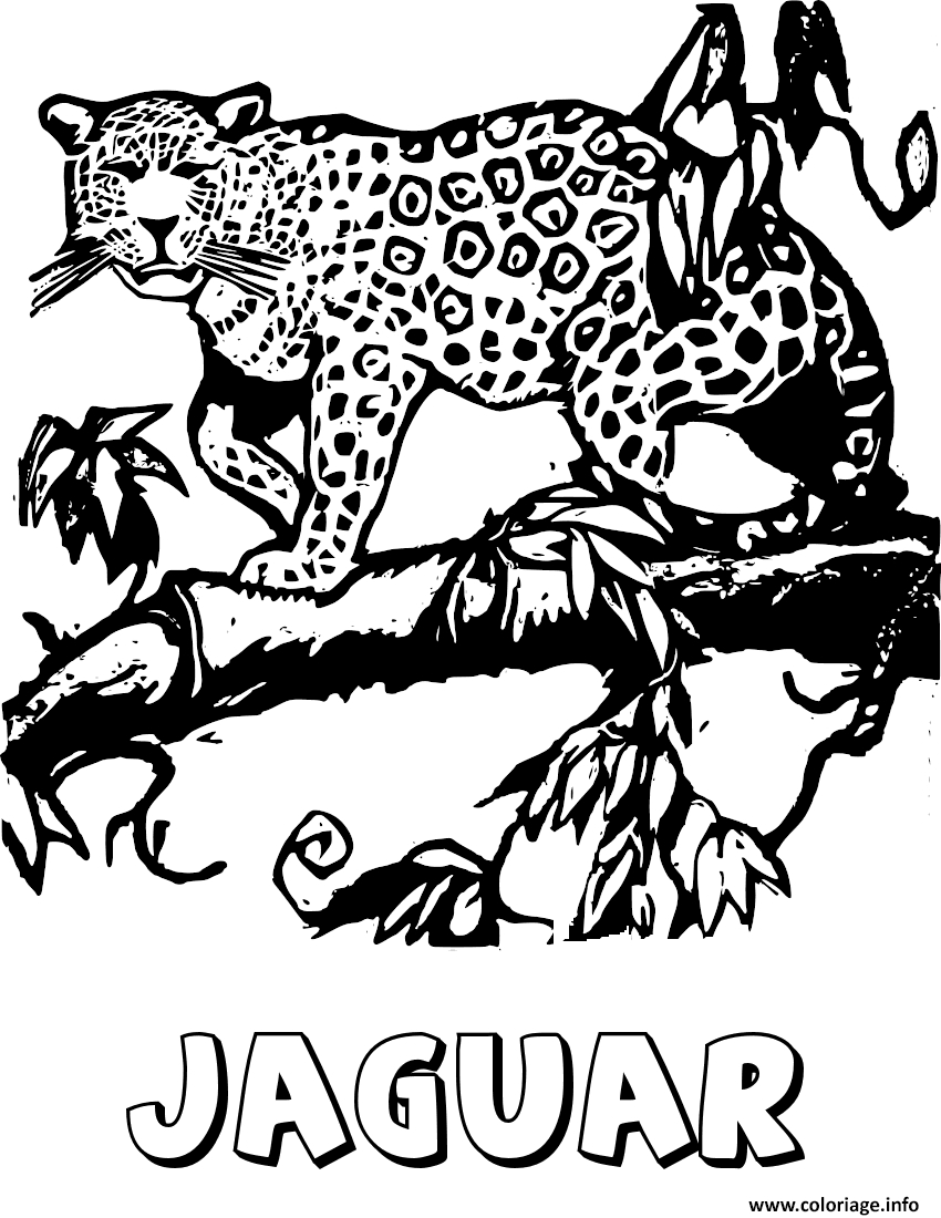 Coloriage Le Grand Felin Jaguar Dessin Animaux De La serapportantà Coloriage Dessin Animaux