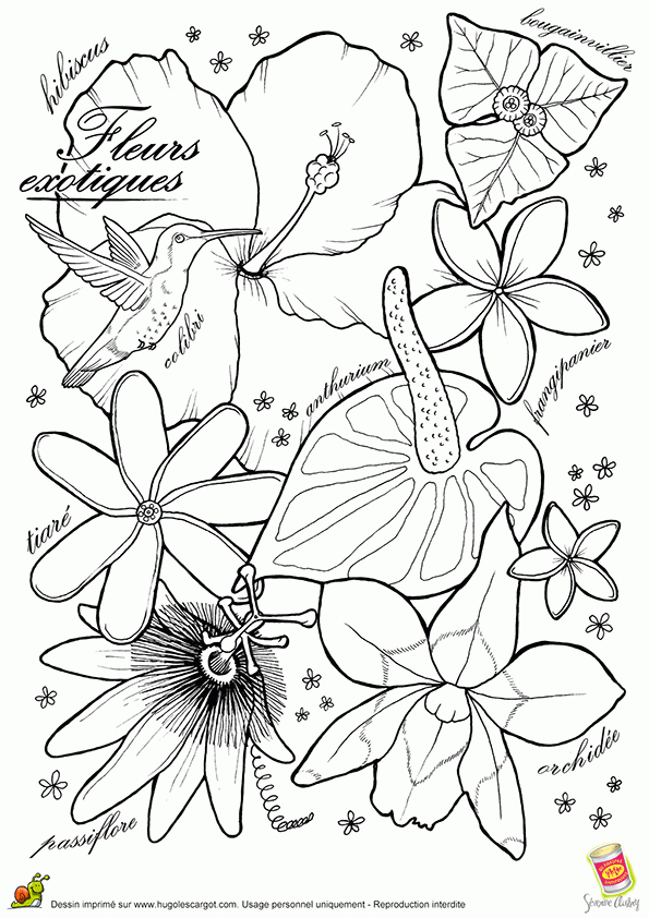 Coloriage Les Belles Fleurs Exotiques tout Coloriage Dessin Fleurs