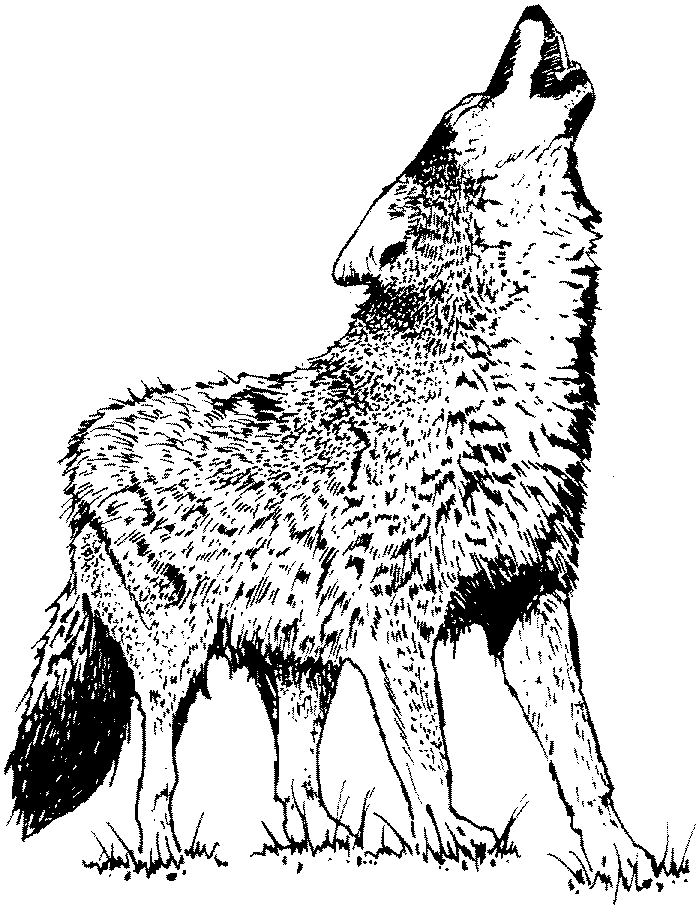 Coloriage Loup #10483 (Animaux) - Album De Coloriages avec Coloriage Lou^p