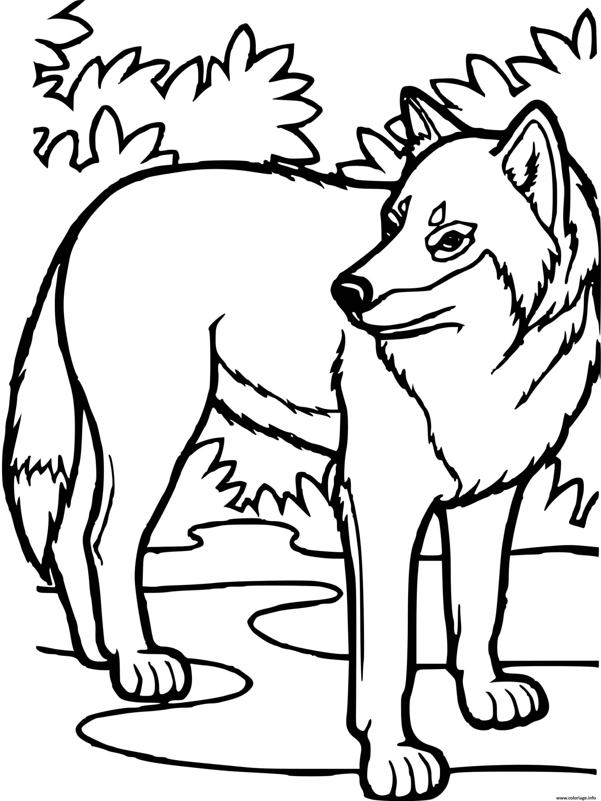 Coloriage Loup Dans La Nature Dessin Loup À Imprimer à Coloriage Dessin Nature