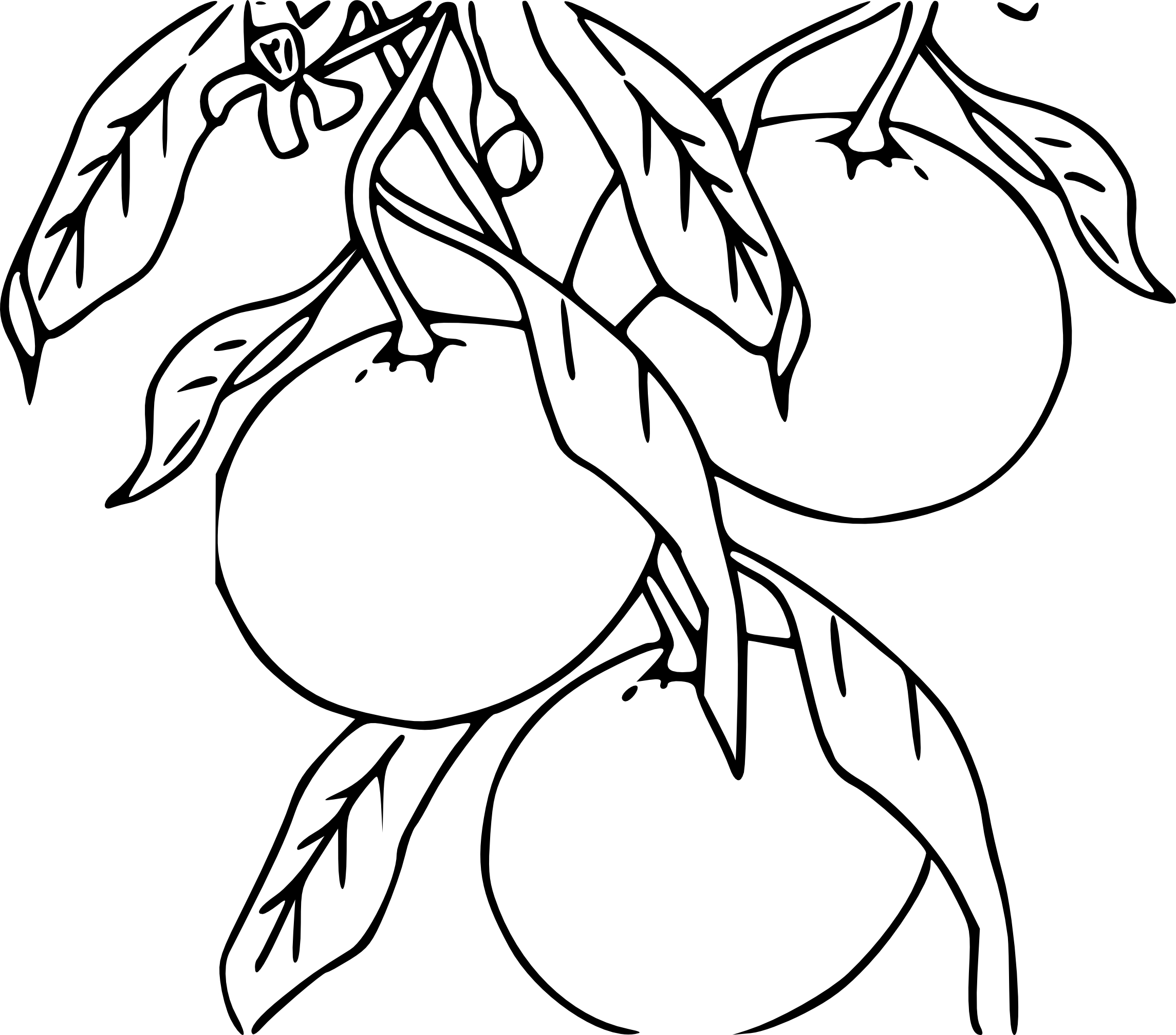 Coloriage Mandarine Et Dessin À Imprimer pour Coloriage Dessin Salade