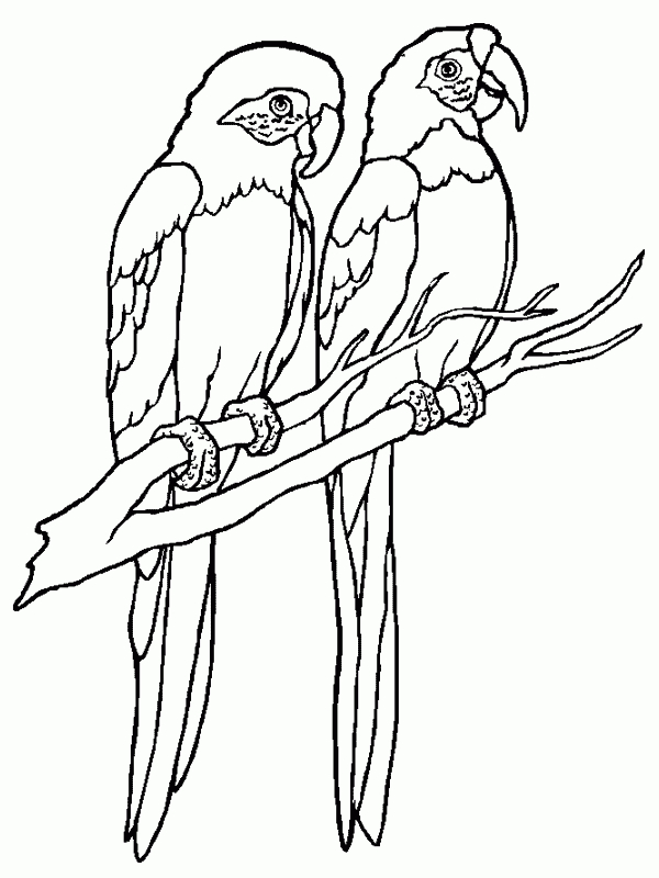 Coloriage Oiseaux 14 pour Coloriage Oiseaux