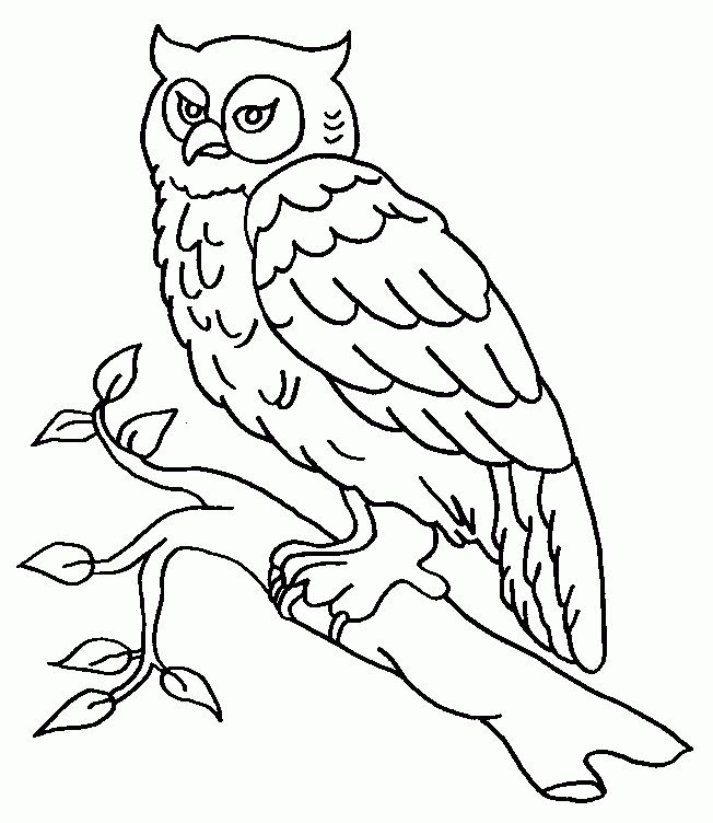 Coloriage | Oiseaux | Hibou-16 avec Coloriage Hibou