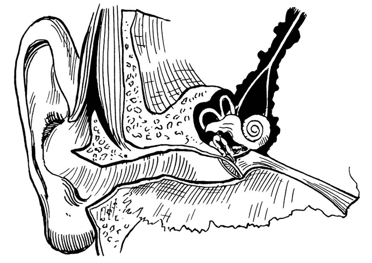 Coloriage Oreille, Intérieur Et Extérieur - Coloriages serapportantà Coloriage Dessin Oreille