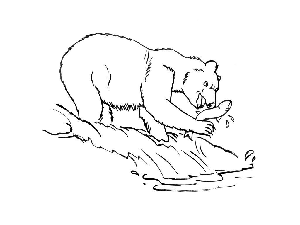 Coloriage Ours 13 - Coloriage Ours - Coloriages Animaux concernant Coloriage Ours,