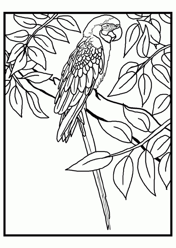 Coloriage Perroquets Sur Hugolescargot à Dessiner Un Coloriage,