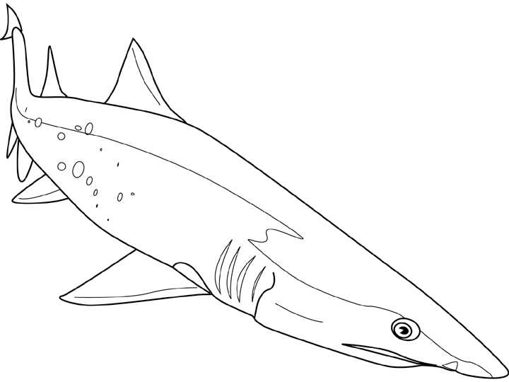 Coloriage Requin #14949 (Animaux) - Album De Coloriages serapportantà Coloriage Requin