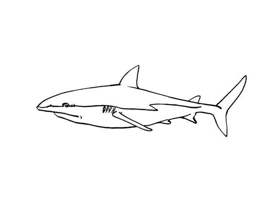 Coloriage Requin 2 - Coloriage Requins - Coloriages Animaux serapportantà Coloriage Requin,