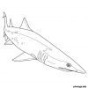 Coloriage Requin Scie Dessin Animaux À Imprimer encequiconcerne Coloriage Requin,