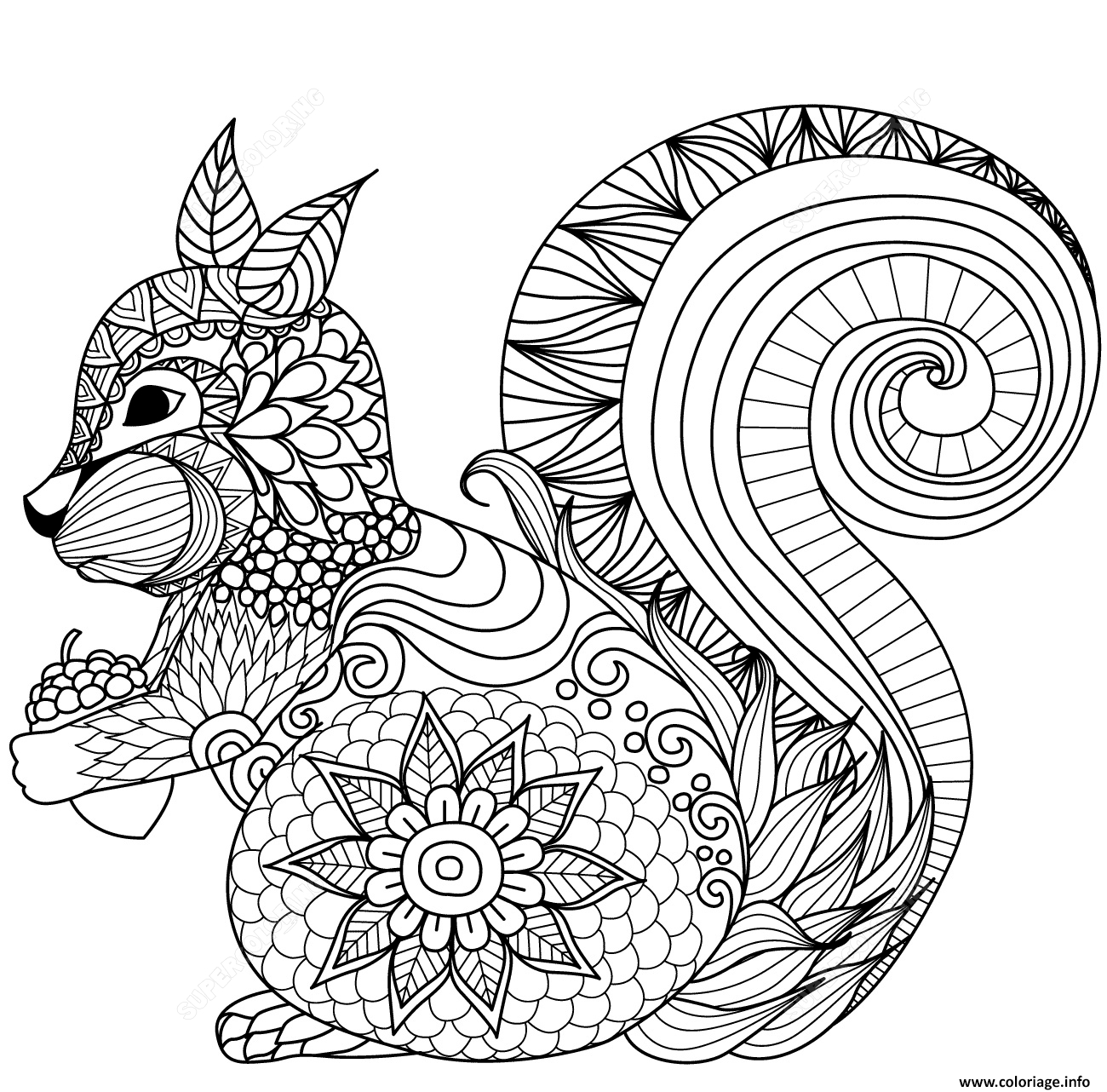 Coloriage Squirrel Zentangle Adulte_1 Dessin Zentangle À concernant Coloriage Dessin Adulte