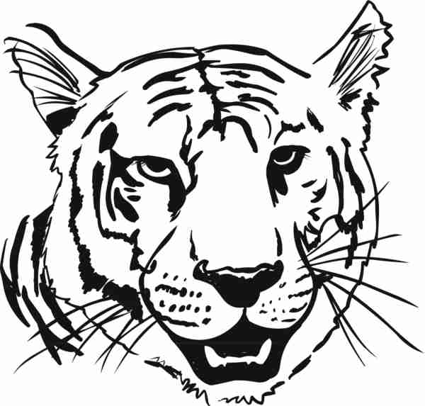 Coloriage Tigre #13666 (Animaux) - Album De Coloriages avec Coloriage Tigre