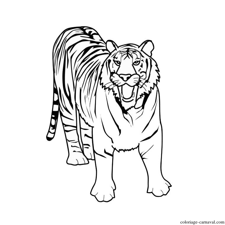 Coloriage Tigre Blanc Dessin Gratuit - Coloriage Carnaval concernant Coloriage Tigre,