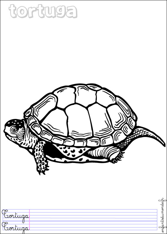 Coloriage Tortue 3 .:. Coloriages Animaux Marins En Espagnol pour Coloriage Tortue,