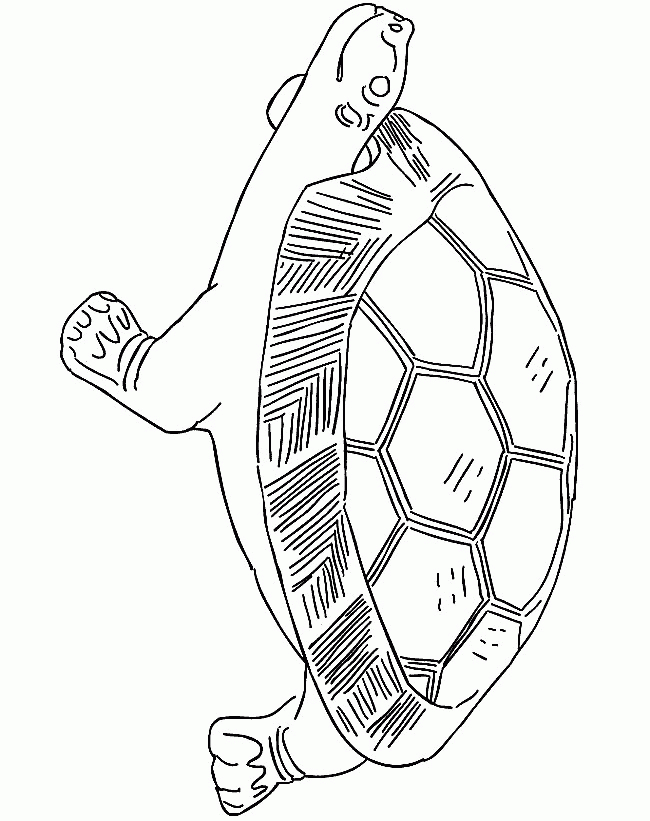 Coloriage Tortue À Imprimer Pour Les Enfants - Cp26028 encequiconcerne Coloriage Tortue