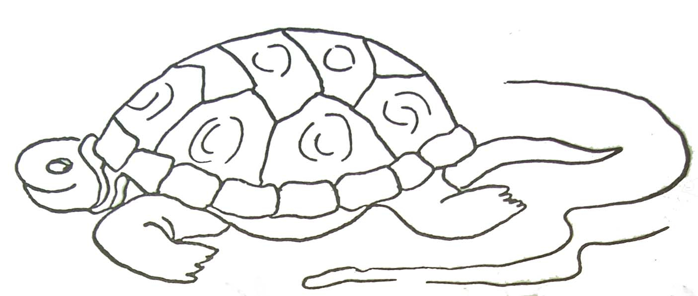 Coloriage Tortue avec Coloriage Tortue