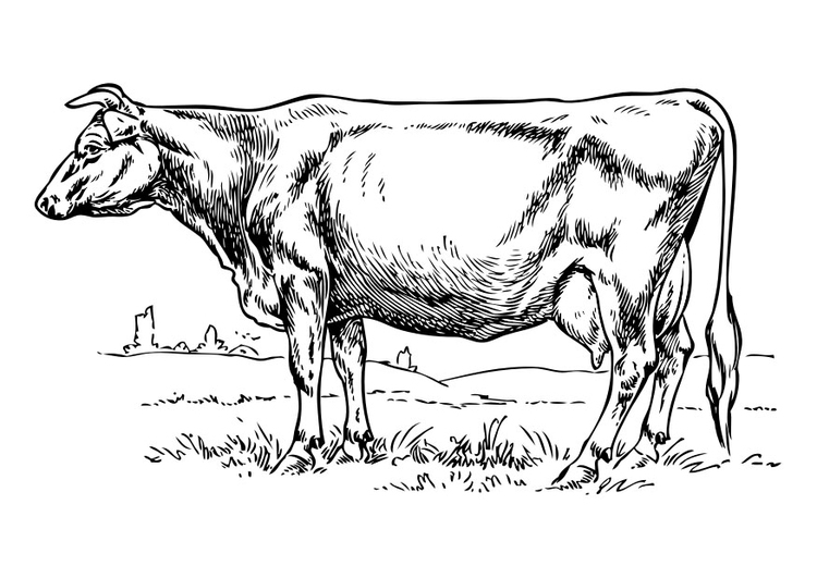 Coloriage Vache - Coloriages Gratuits À Imprimer - Dessin destiné Coloriage Dessin Vache