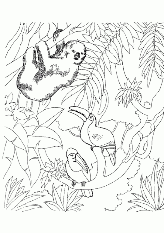 Coloriage Zoo Lémurien Toucan | Coloriage Zoo, Coloriage concernant Zoo Dessin Coloriage Animaux