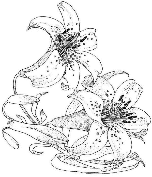 Coloriages À Imprimer : Fleurs, Numéro : 1142 encequiconcerne Coloriage Dessin Fleurs