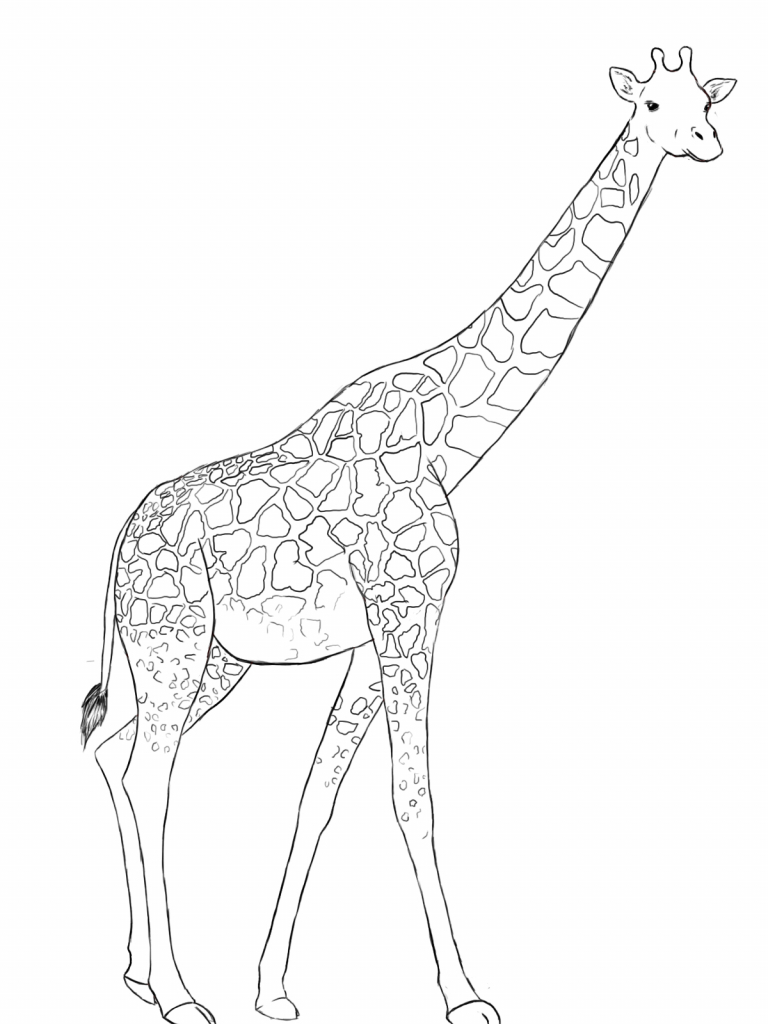 Coloriages À Imprimer : Girafe, Numéro : 7A22E115 à Coloriage Dessin Girafe