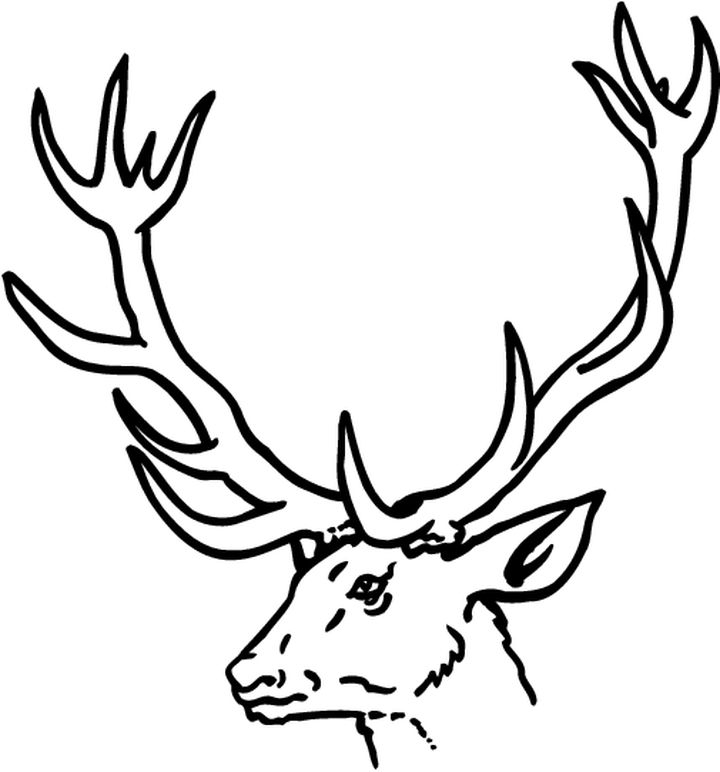 Coloriages Animaux Cerf Biches Autres avec Coloriage Dessin De Biche