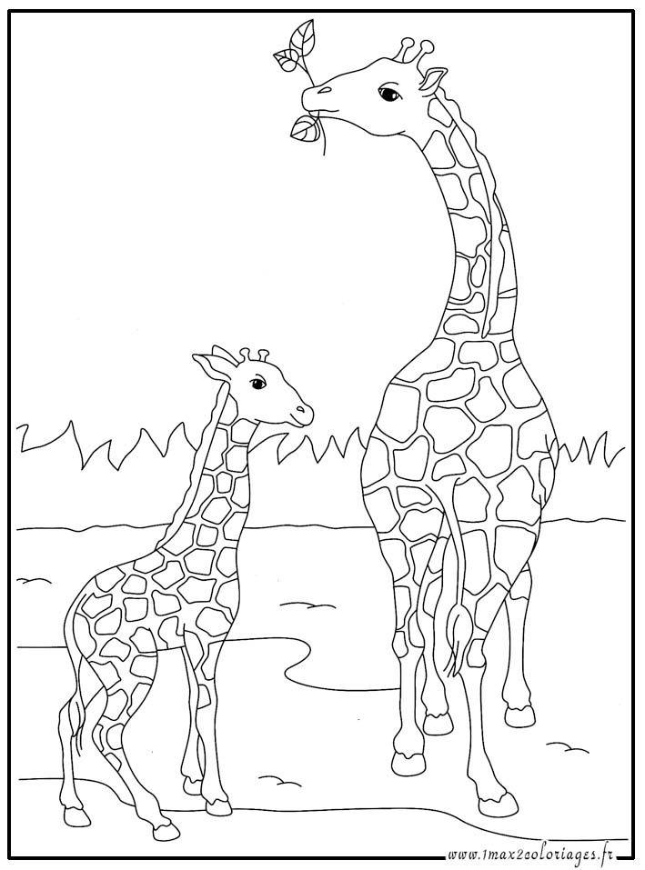 Coloriages Animaux Du Monde - Les Girafes encequiconcerne Coloriage Dessin Girafe