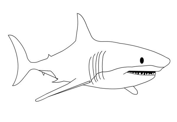 Coloriages Animaux Requins à Coloriage Dessin Requin