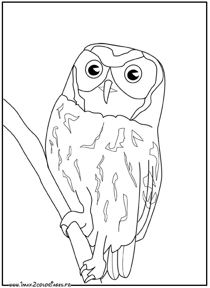 Coloriages D&amp;#039;Oiseaux - Hibou encequiconcerne Coloriage Hibou