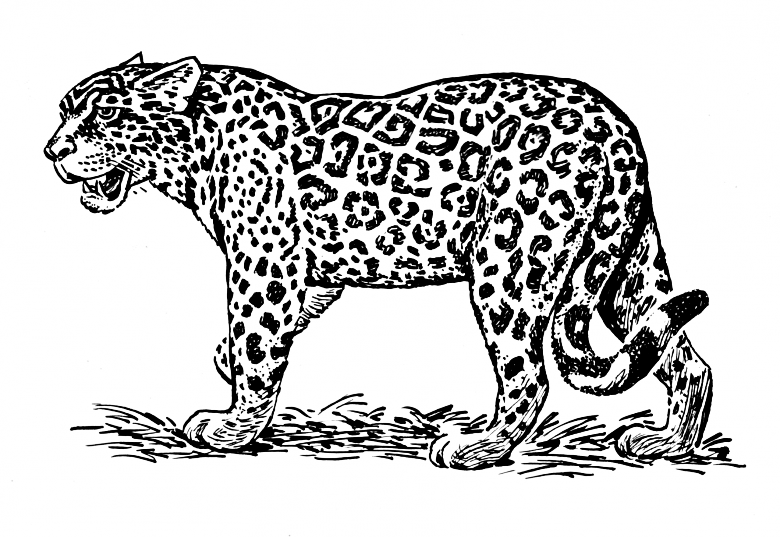 Coloriages Jaguar (Animaux) - Album De Coloriages avec Coloriage Animaux