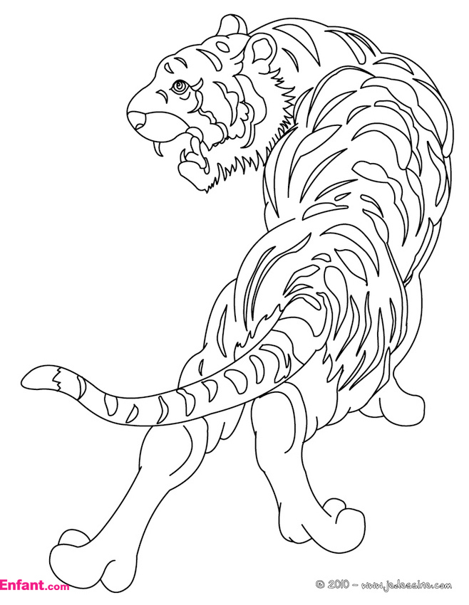 Coloriages Pour Fille: Le Tigre Encequiconcerne Coloriage à Coloriage 8 Ans Fille