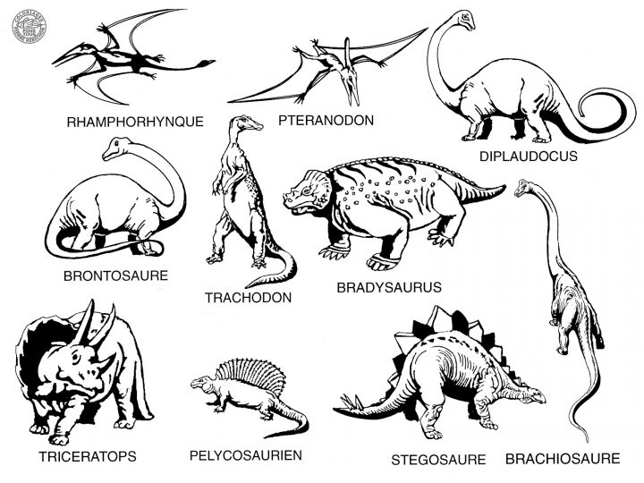 Coloriages Pour Tous: Les Dinosaures à Coloriage Dessin Dinosaure