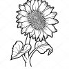Coloring Book, Flower Sunflower — Stock Vector © Ksenya concernant Coloriage Illustrator,