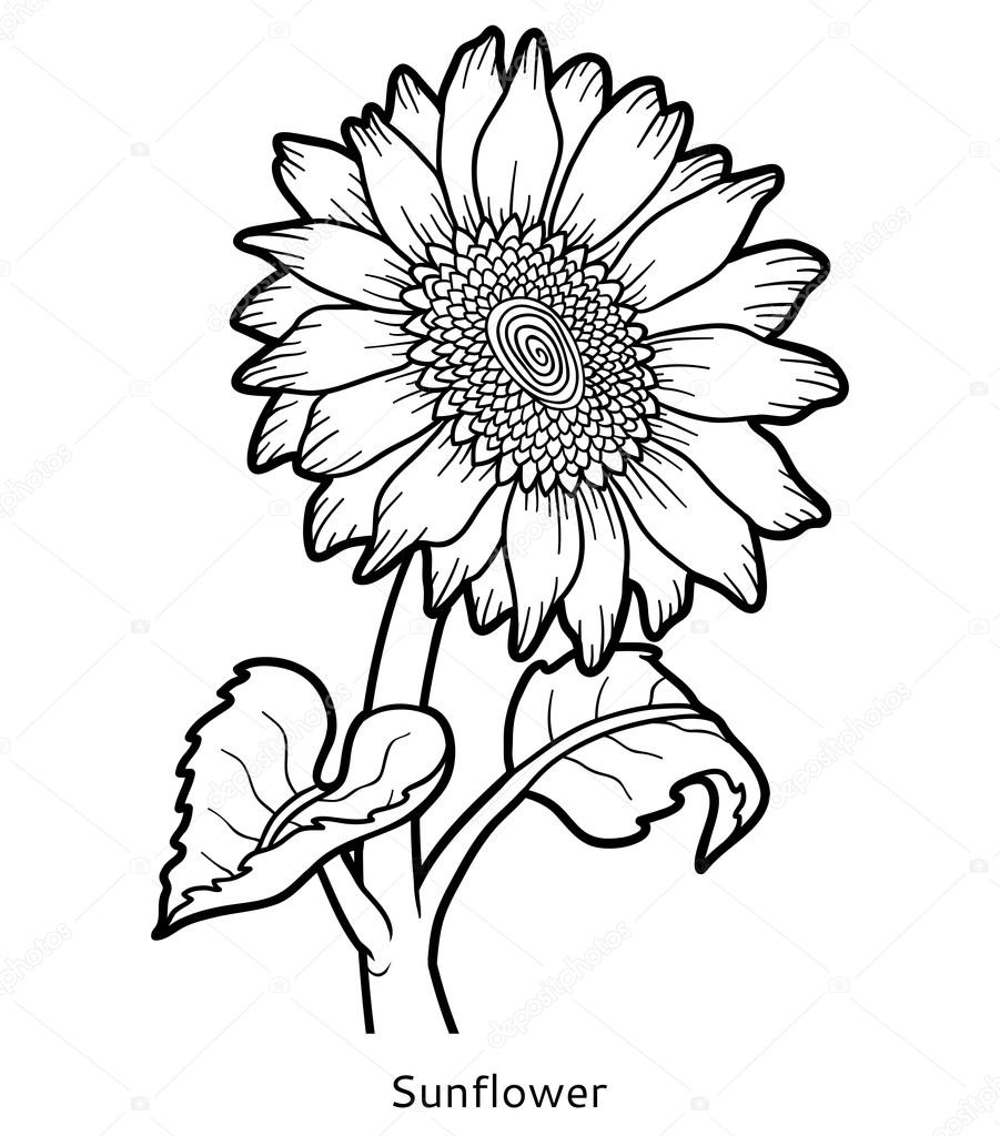 Coloring Book, Flower Sunflower — Stock Vector © Ksenya concernant Coloriage Illustrator,