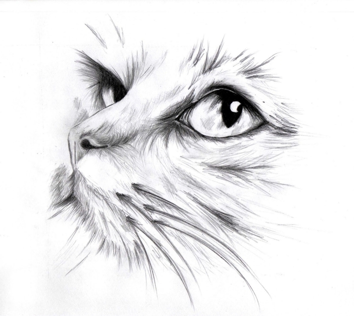 Comment Dessiner Un Chat : Tutoriels Et Idées Pour intérieur Dessin Un Chat,