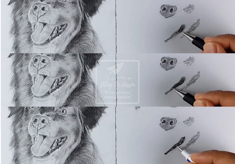 Comment Dessiner Un Chien Réaliste ? Tuto Facile - Blog Le dedans Dessin Tuto,