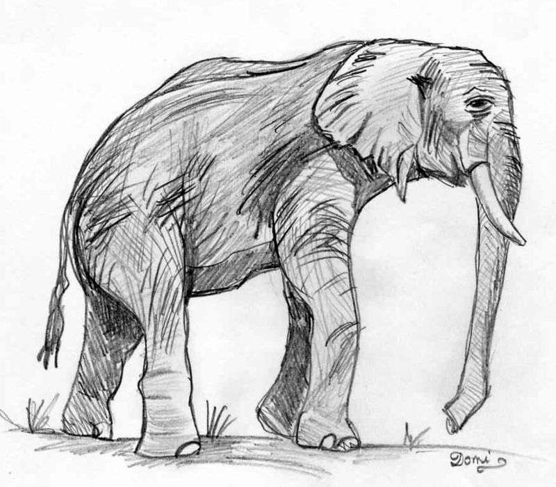Comment Dessiner Un Elephant - Domi Dessins Et Peintures intérieur Dessin Elephant