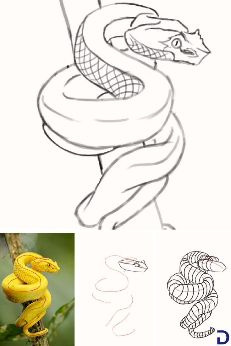 Comment Dessiner Un Serpent | Dessin Serpent, Dessin Et concernant Coloriage Dessin Serpent