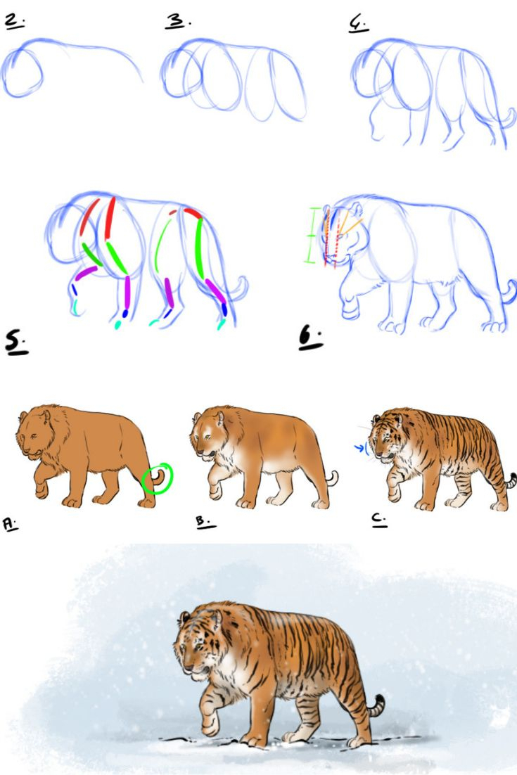 Comment Dessiner Un Tigre | Comment Dessiner Un Tigre pour Comment Dessiner U