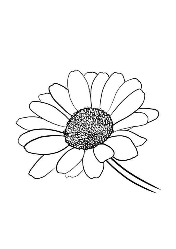 Comment Dessiner Une Fleur | Dessin Fleur, Fleur Dessin intérieur Coloriage Une Fleur