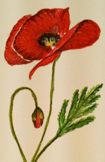 Coquelicot Peint À L&amp;#039;Aquarelle - Trucs Et Deco avec Coloriage À L&amp;amp;#039;Aquarelle,