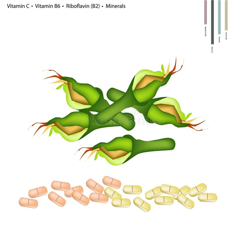 Courgette De Dessin Stock Illustrations, Vecteurs encequiconcerne Vitamine C Dessin