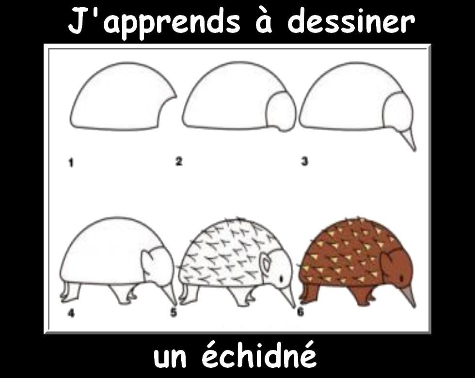 Des Fiches J&amp;#039;Apprends À Dessiner Les Animaux | Petit pour J&amp;#039;Apprends À Dessiner