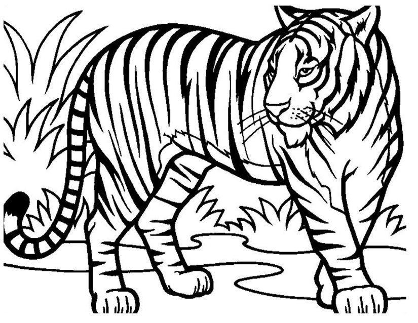 Dessin À Imprimer: Dessin Tigre Dans Lherbe A Imprimer avec Coloriage Tigre