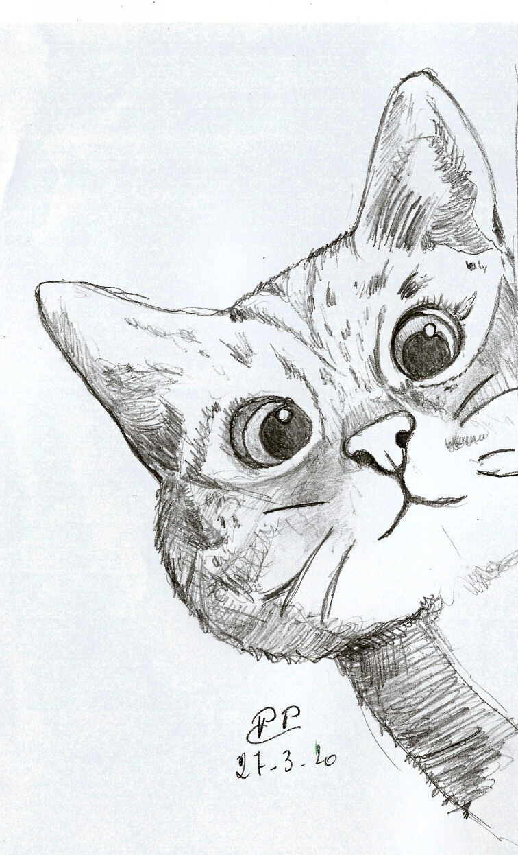 Dessin Chat encequiconcerne Dessin Un Chat,