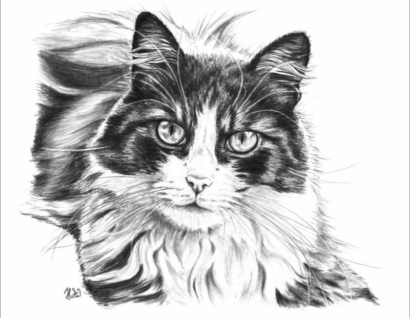 Dessin Chat tout Un Dessin