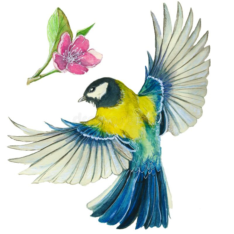 Dessin D&amp;#039;Aquarelle D&amp;#039;Un Oiseau Mésange En Vol Illustration encequiconcerne Dessin Oiseau,